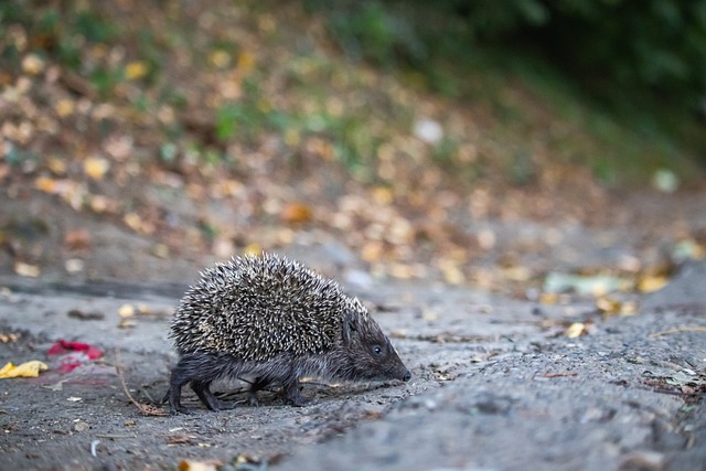 安以恩：邦本宜裕是很“高级”的球员，我们能秒懂彼此的意图